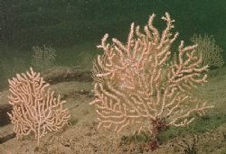 Pink sea fans.
Udder rock, Cornwall.
D200,16mm. by Mark Thomas 